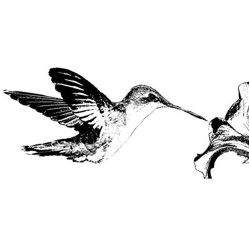 Hummingbird feeding on flower